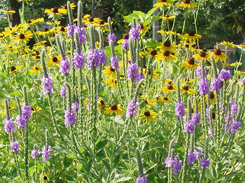 Verbena stricta